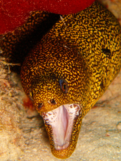Golden moray smiling for the camera