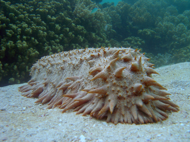 Sea cucumber, a holothurian