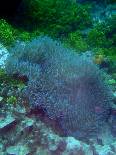 Anemonefish in large anemone