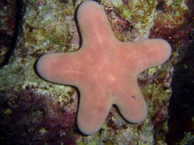 Starfish (Choriaster granulatus)