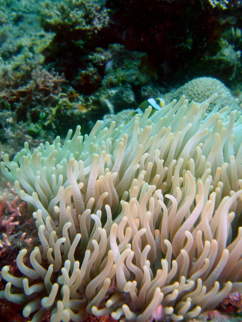 Sea anemone (Chondylactus sp