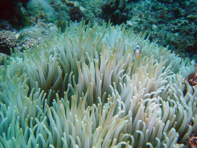 Sea anemone (Chondylactus sp