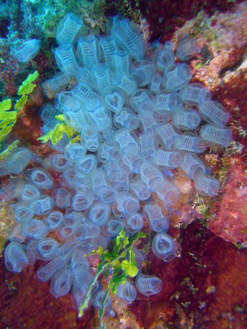 A colony of tunicates, hemichordates between vertebrates and invertebrates