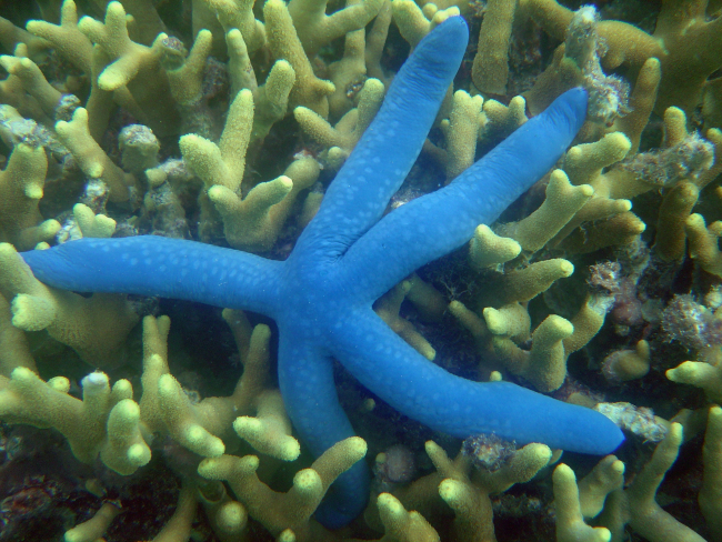 Starfish (Linckia laevigata)