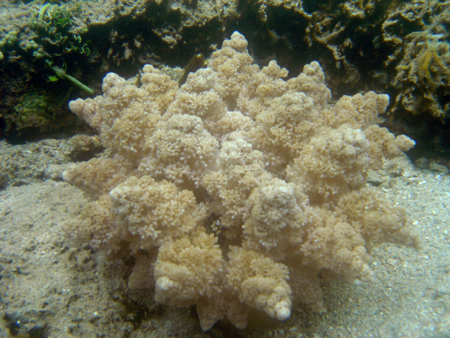 Unidentified coral