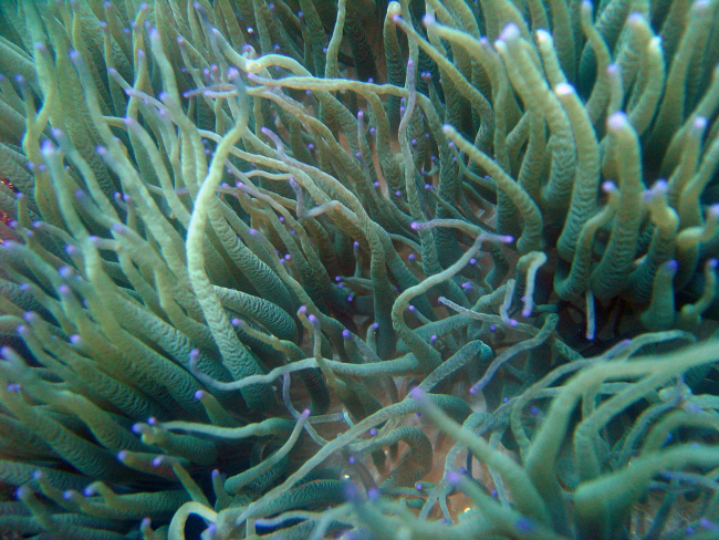 Sea anemone (Heteractis sp