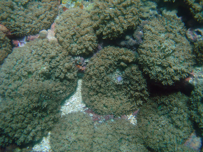 Coral (Fungia sp