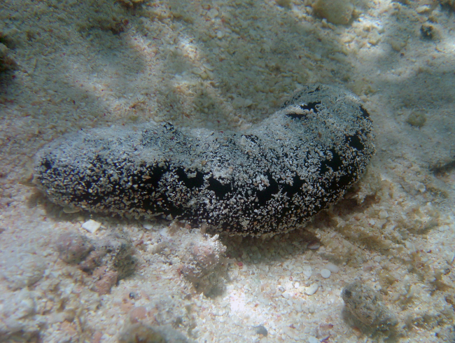 Sea cucumber holothurian