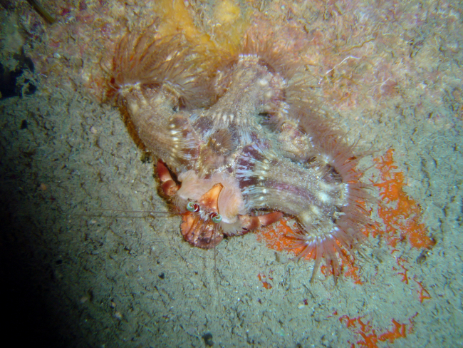 Sea anemones attached to a living crab carapace