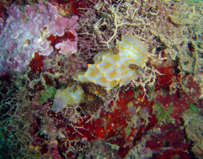 Nudibranch (Halgerda sp