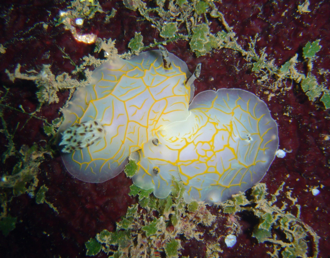 Nudibranch (Halgerda guahan)