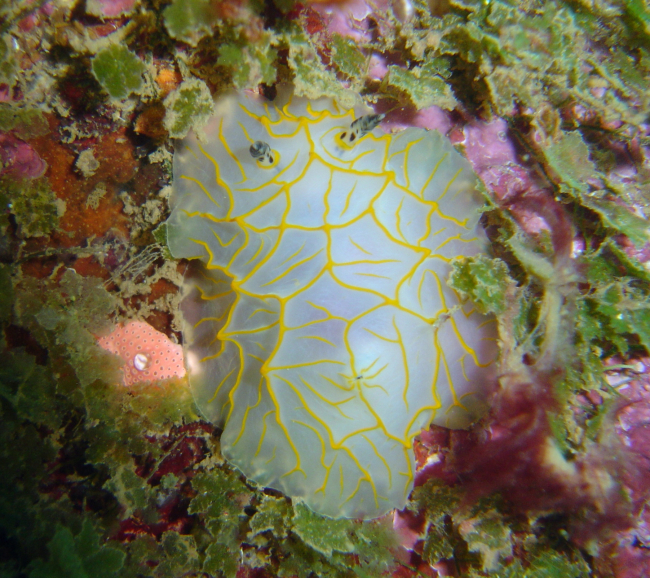 Nudibranchs (Halgerda guahan)