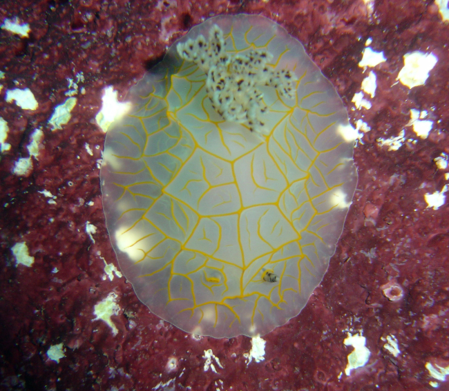 Nudibranch (Halgerda guahan)