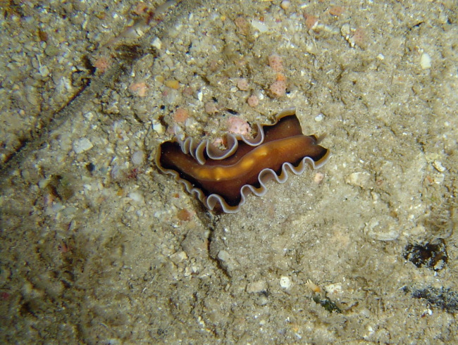 Flatworm - note lack of gills as opposed to nudibranchs