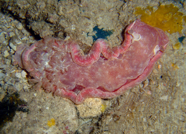 Nudibranch (Hexabranchus sangineus)