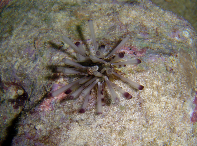 Sea urchin with large soft tube feet protruding past harder spines