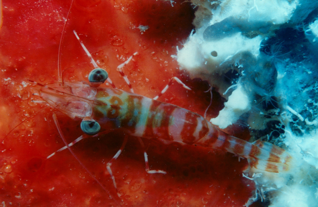 Hinge-beaked shrimp (Rhynchocinetes sp