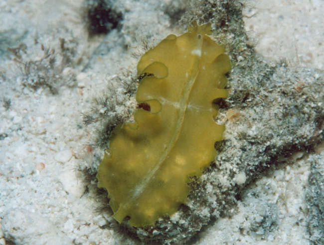 Flatworm (Pseudobiceros sp