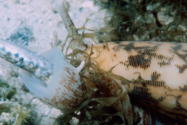 Cone shell ingesting a small fish