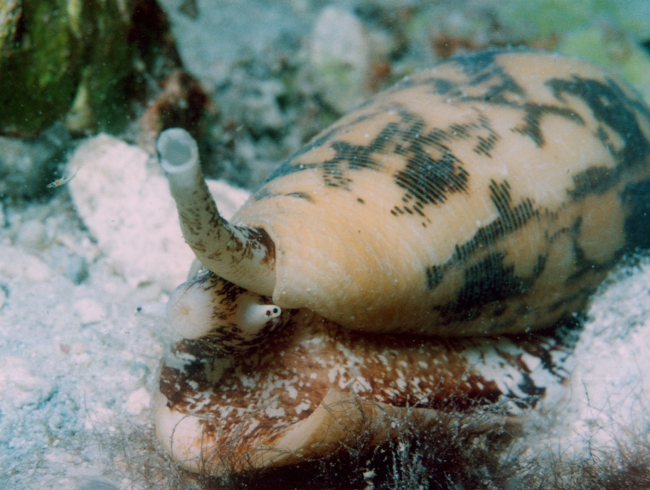 Cone shell (Conus sp