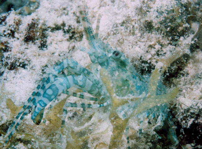 An aquamarine shrimp