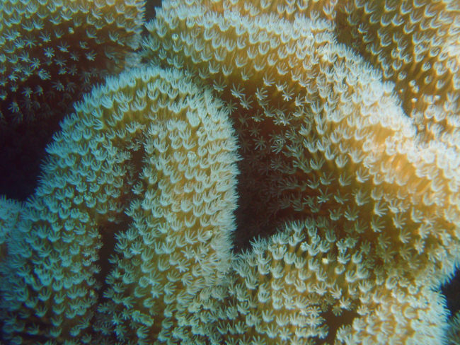 Coral (Stichodactyla sp)