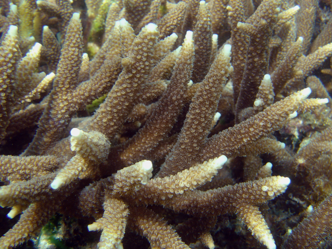 Coral (Acropora sp