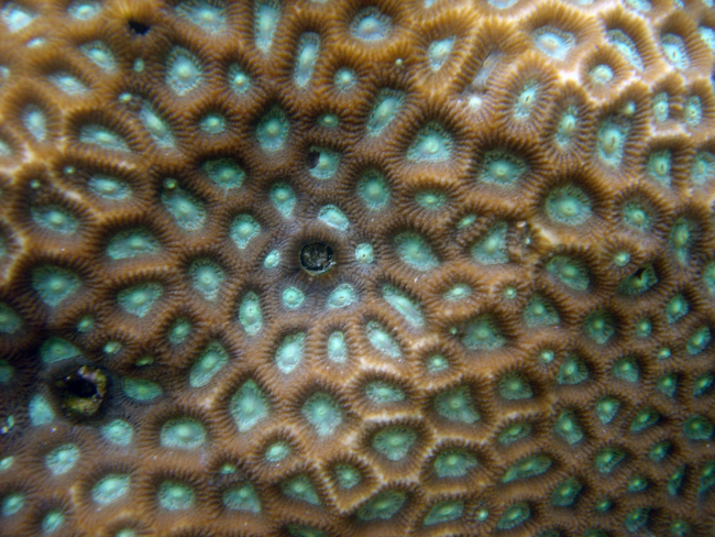 Coral (Favites sp