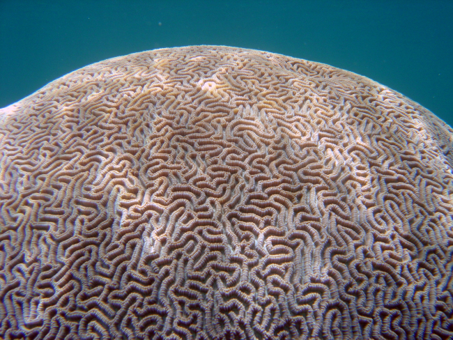 Brain coral