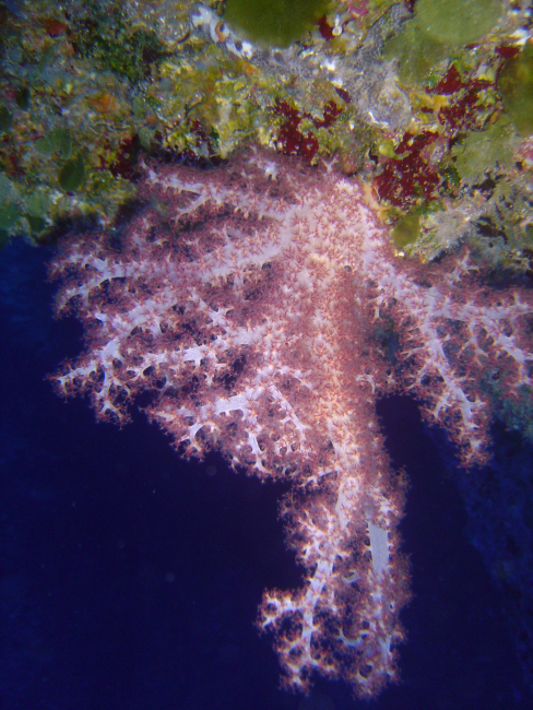 Soft coral (Dendronephthya sp
