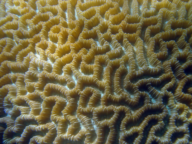 Brain coral unidentified