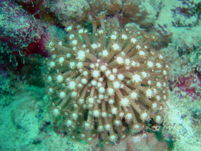 Soft coral unidentified