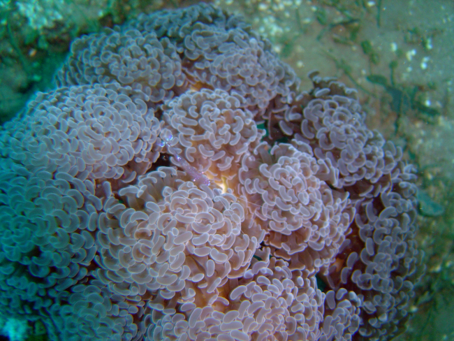 Coral (Euphyllia ancora) with shrimp