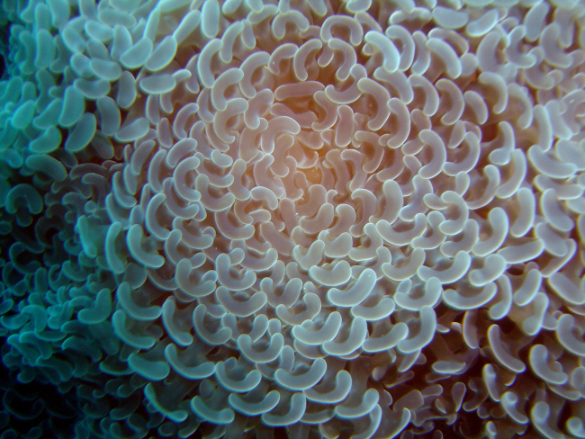 Coral (Euphyllia ancora)
