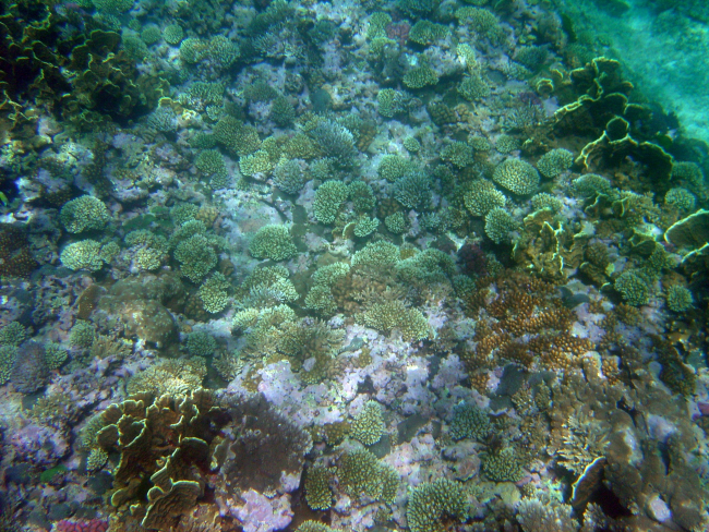 Reef scene