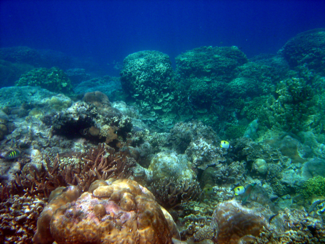 Reef scene