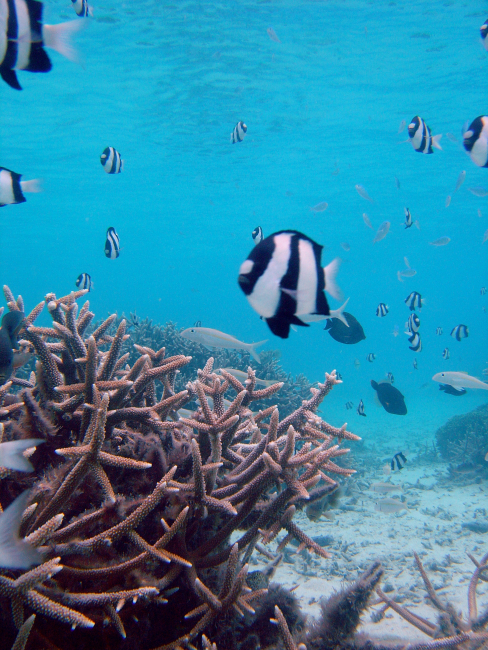 Reef scene with damselfish (Dascyllus aruanus) in foreground