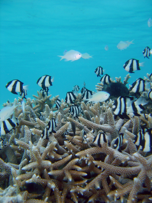 Reef scene with damselfish (Dascyllus aruanus)