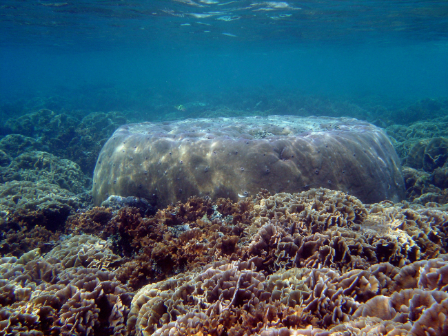 Massive coral whose beveled head probably indicates low tide level