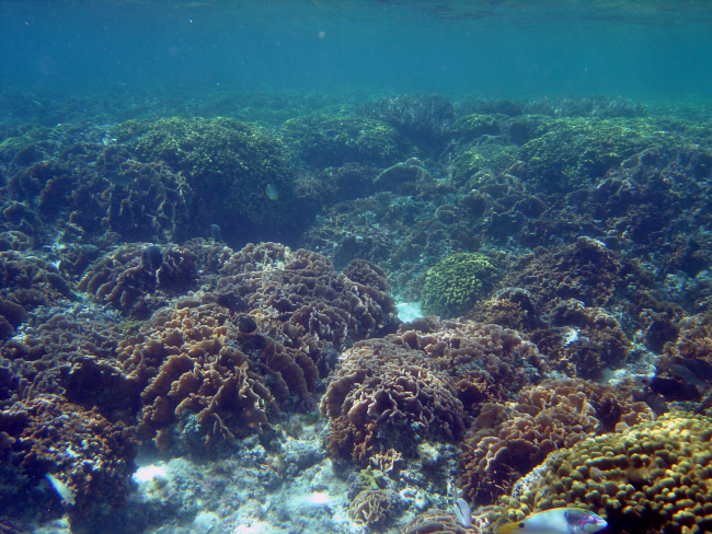 Shallow water reef scene