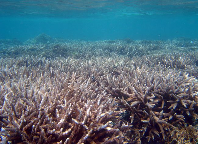 Staghorn coral thicket (Acropora sp