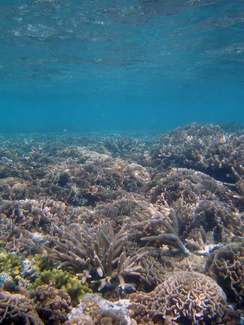 Diverse coral species populate reef scene