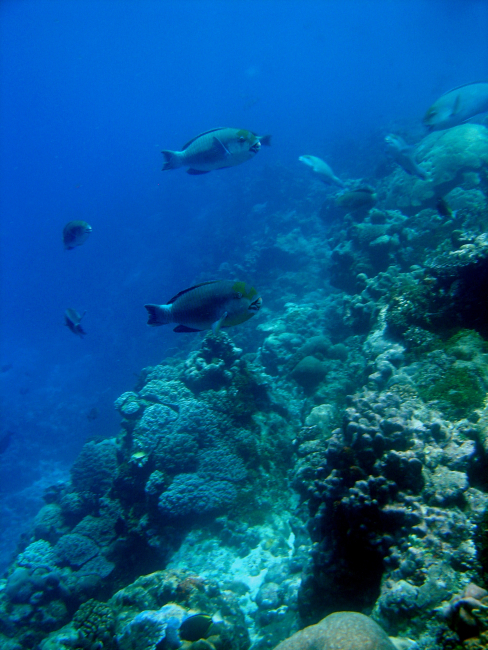 Reef scene with parrotfish