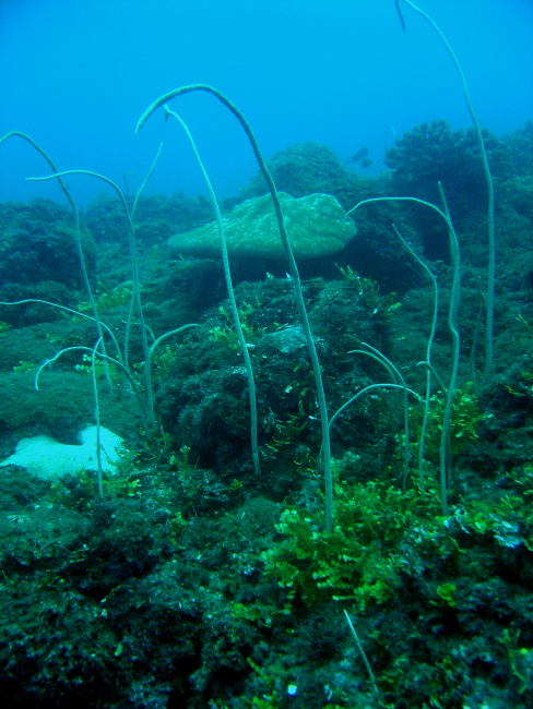 Reef scene with whip coral