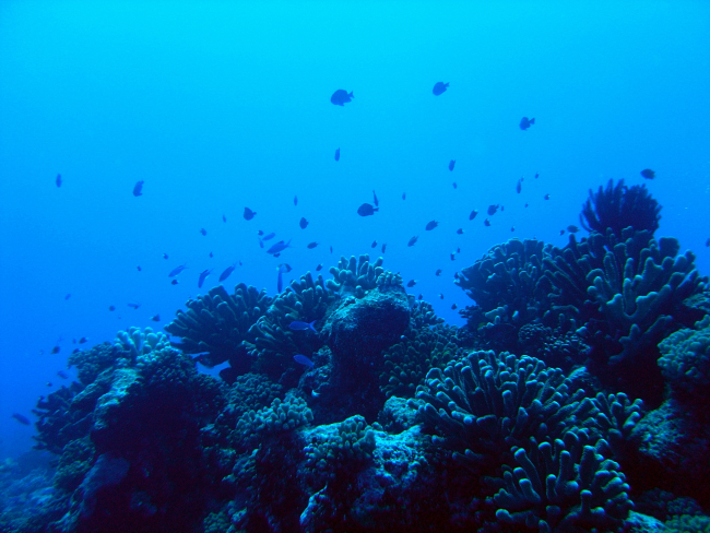 Reef scene with reef fish