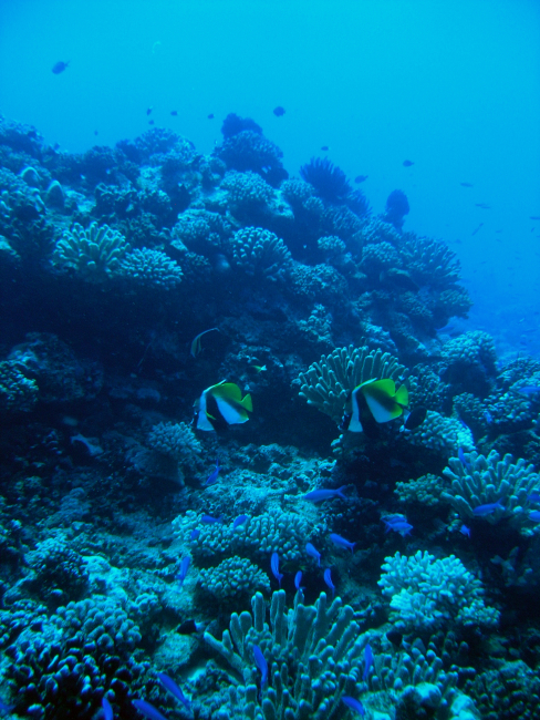 A pair of masked bannerfish (Heniochus monoceros) in center