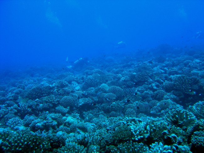Reef scene with scuba divers in the distance