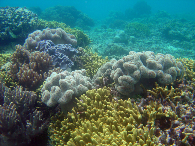 Beautiful multi-colored coral reef scene