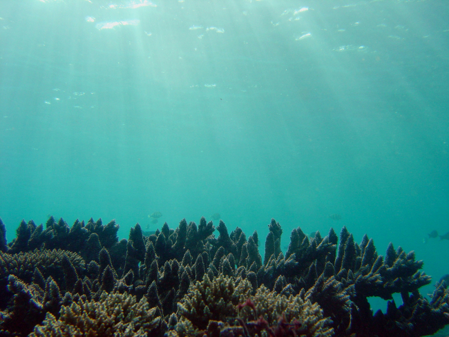 Underwater equivalent of crepuscular rays illuminating coral reef