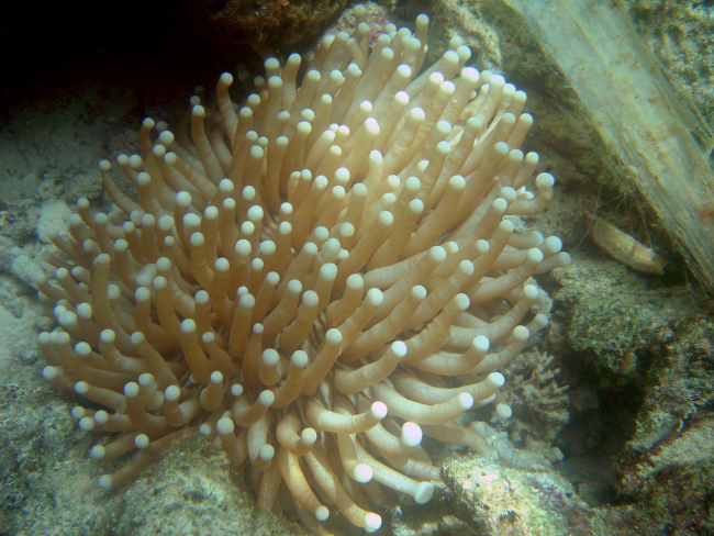 Large sea anemone (Heliofungia actiniformis)